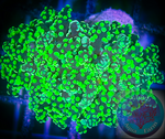 Neon Green Branching Frogspawn Coral