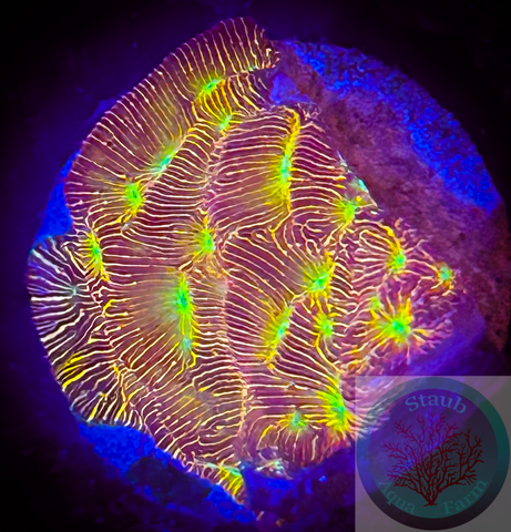 Jack- O- Lantern Leptoseris coral frag