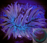 Rainbow Bubble Tip Anemone
