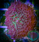 Frilly Purple Mushroom Coral