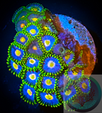 5+ Blue Daisy Zoanthid polyps