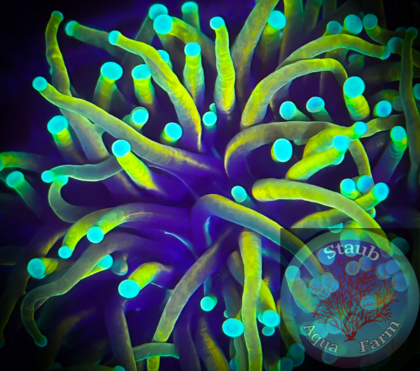 Indo Gold Torch Coral - single head