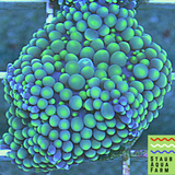 Green Ricordia mushroom coral