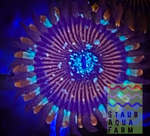 Single Magician Zoanthid polyp