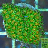 John Deere Leptastrea