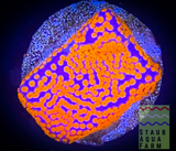 Superman Montipora Coral