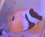 Large 6 inch Foxface Rabittfish “WYSWYG”(Quarantined)