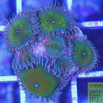 Nuclear Palythoa Coral Frag