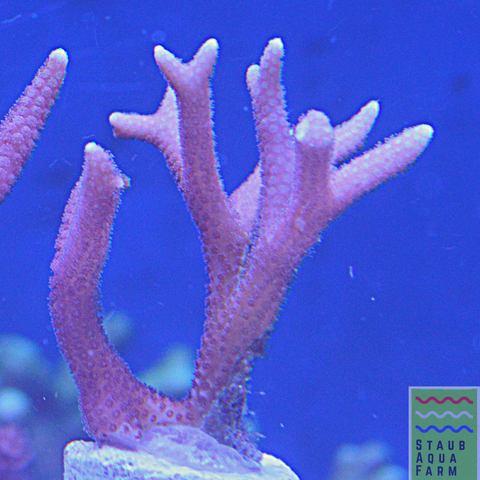 Pink Birdsnest Coral Frag