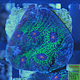 Avatar Chalice Coral frag