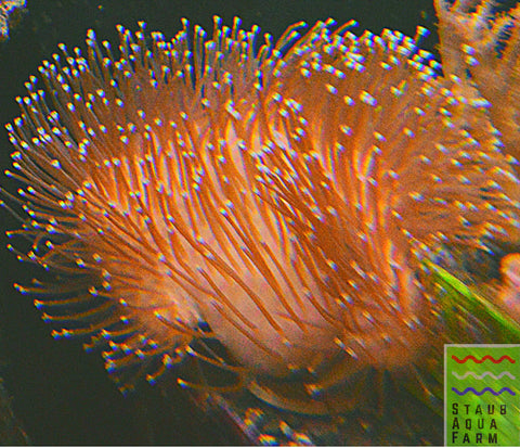 “WYSIWYG” Pink Long Tentacle Toadstool Coral