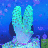 Bright Green Sinularia Coral