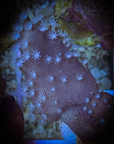 Devil’s Hand Leather Coral frag