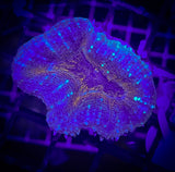 Orange Lobophyllia Coral