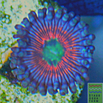 Everlasting Gobstopper Palythoa Coral Frag