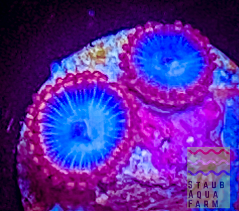 Spiderman Zoanthid Polyp