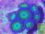 Granny Smith Apple Zoanthid frag