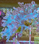 Blue Cespitularia Coral