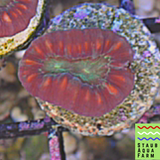 Candy Cane Trumpet Coral (one head)