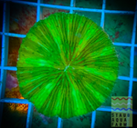Green Fungia Plate Coral