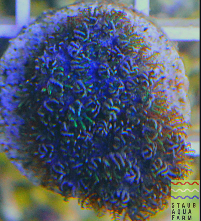 Blue/ Green Sympodium coral frag – Staub Aqua Farm LLC