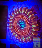 Single Magician Zoanthid polyp