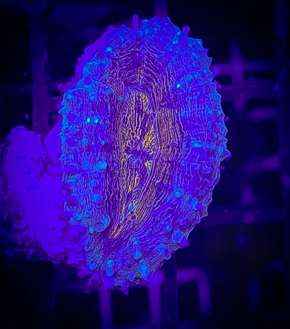 Orange Lobophyllia Coral