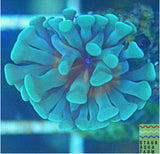 Branching Green Hammer Coral Frag (per head)