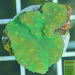 Neon green Cabbage Leather Coral