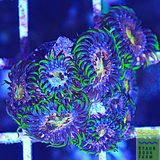 Nirvana Palythoa Coral Frag