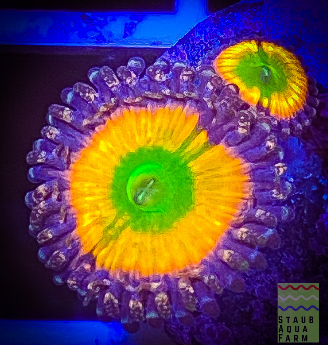 RAINBOW ☆USA☆ CB Rainbow Infusion 1Polyp サンゴ マメスナ RUNTZ BLSTD SAUCE 1G ...