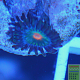 Gorilla Nipples Zoanthid Polyps