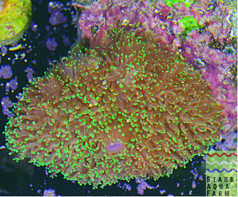 Frilly Green Mushroom Coral (Large)