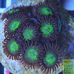 Granny Smith Apple Zoanthid frag