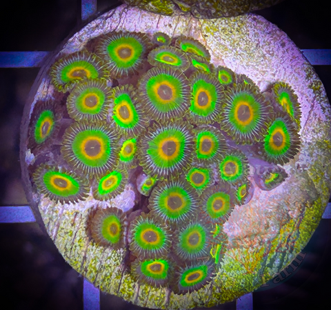 Large 2 inch Rasta frag disc “WYSIWYG”