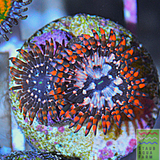 Utter Chaos Palythoa (per polyp)