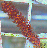 Burnt Orange photosynthetic Gorgonian Coral