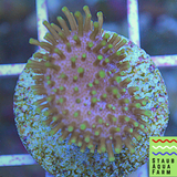 Green Polyp Toadstool Mushroom Leather Coral