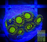 King Midas Zoanthid Polyp 5+ polyps
