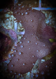 Devil’s Hand Leather Coral frag