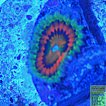 Rainbow Incinerator Zoanthid Polyp