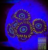 Rainbow Hornet Zoanthid polyp