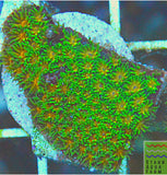 John Deere Leptastrea