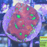 War Coral Favites (1 square inch Frag)
