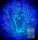 Branching Ultra Purple tip Green Torch Coral Frag (per head)