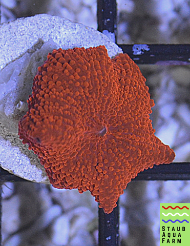 Ultra Bright Red Mushroom Coral