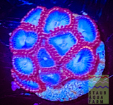 Spiderman Zoanthid Polyp
