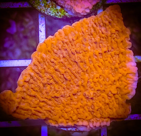 Red Montipora Coral