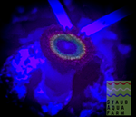 Single Bowser Zoanthid Polyp