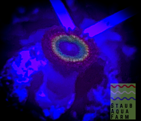 Single Bowser Zoanthid Polyp